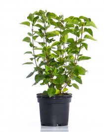 Vit Bondsyren 40-60 cm