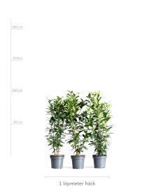 Lagerhägg \'Etna\' 80-100 cm XL