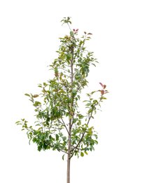 Prydnadsapel 'Mokum' ca 400-500 cm Prydnadsapel 'Mokum' ca 400-500 cm