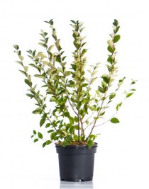 Häckoxbär 40-60 cm