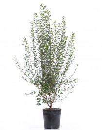 Vintergrön liguster 150-175 cm XXL