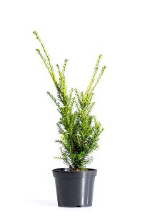 Hybrididegran 40-50 cm