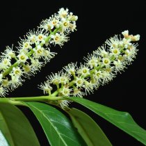 Lagerhägg \'Genolia\' 40-60 cm