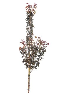 Japanskt körsbär 'Royal Burgundy' ca 400-500 cm Japanskt körsbär 'Royal Burgundy' ca 400-500 cm