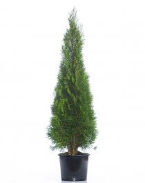 Thuja Smaragd 150-175 cm XXL PREMIUM