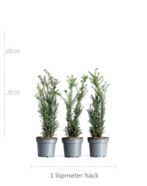 Hybrididegran 60-70 cm XL