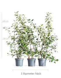 Prakthäggmispel 80-100 cm