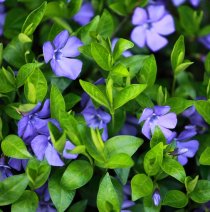 Vintergröna 56-pack (4 kvm) Vintergröna 56-pack (4 kvm)