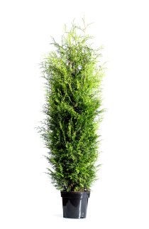 Thuja Brabant 175-200 cm