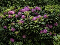 Rhododendron \'Catawbiense Grandiflorum\' 40-50 cm