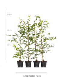 Bok 125-150 cm 120-pack