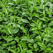 Vintergrön liguster 80-100 cm XL