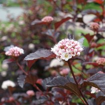 Smällspirea 'Diabolo' 60-80 cm Smällspirea 'Diabolo' 60-80 cm