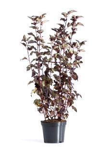 Smällspirea \'Diabolo\' 80-100 cm