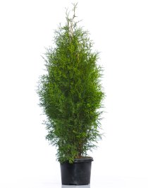 Thuja Brabant 150-175 cm XXL PREMIUM