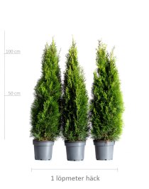 Thuja Smaragd 80-100 cm XL