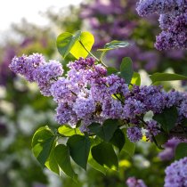 Lila Bondsyren 80-100 cm XL