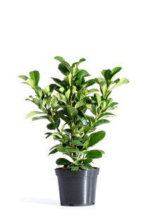 Lagerhägg \'Etna\' 40-60 cm