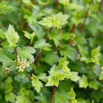 Måbär \'Schmidt\' 60-100 cm