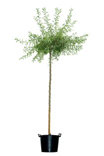 Hängande Silverpäron