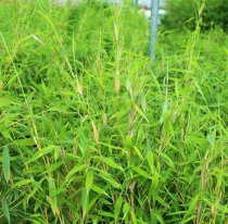 Bergbambu 'Simba' 40-60 cm