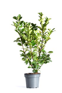 Lagerhägg \'Etna\' 80-100 cm XL