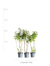 Lila Bondsyren 100-150 cm XL