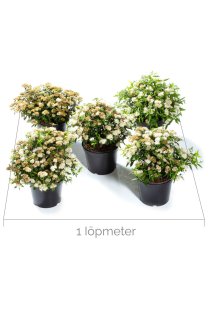 Höstspirea \'Albiflora\' 30-40 cm