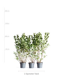 Svartaronia 100-150 cm XL