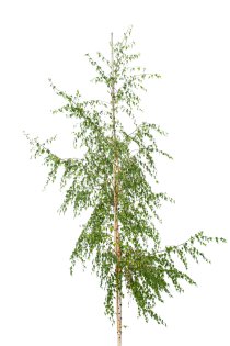 Ornäsbjörk 'Dalecarlica' ca 400-500 cm Ornäsbjörk 'Dalecarlica' ca 400-500 cm