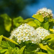 Smällspirea \'Nugget\' 40-60 cm