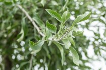 Hängande Silverpäron