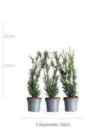 Hybrididegran 70-80 cm XL