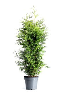 Thuja Brabant 80-100 cm XL