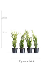 Hybrididegran 50-60 cm