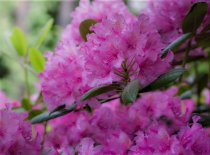 Rhododendron \'Roseum Elegans\' 40-50 cm