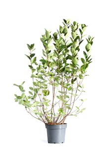 Svartaronia 100-150 cm XL