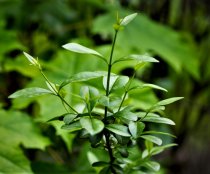 Dvärgliguster 30-40 cm