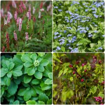 Perennmix "Grönare" 56-pack (4 kvm)