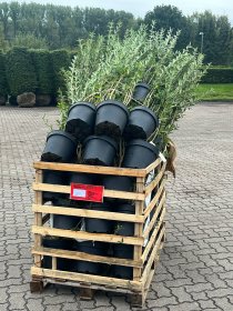 Vintergrön Liguster 80-100 cm XL 50-pack (ca 15-17 meter)