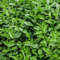 Vintergrön liguster 40-60 cm VÅR-SPECIAL Vintergrön liguster 40-60 cm VÅR-SPECIAL