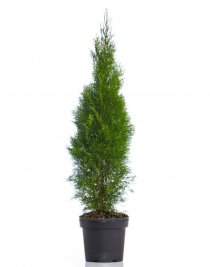 Thuja Smaragd 80-100 cm XL