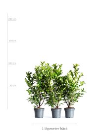 Lagerhägg \'Etna\' 100-125 cm XL