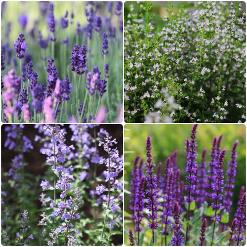 Perennmix "Sol" 56-pack (4 kvm)