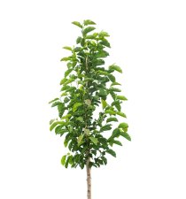 Japansk magnolia ca 400-500 cm Japansk magnolia ca 400-500 cm