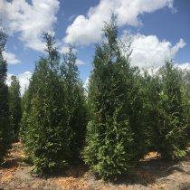 Thuja Brabant 200-220 cm