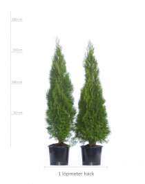 Thuja Smaragd 150-175 cm XXL PREMIUM