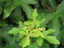 Naverlönn 125-150 cm