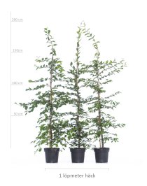 Avenbok 175-200 cm XL