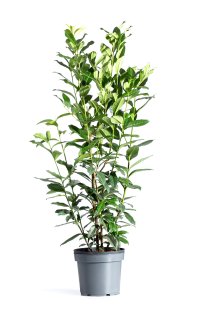 Lagerhägg \'Genolia\' 80-100 cm XL